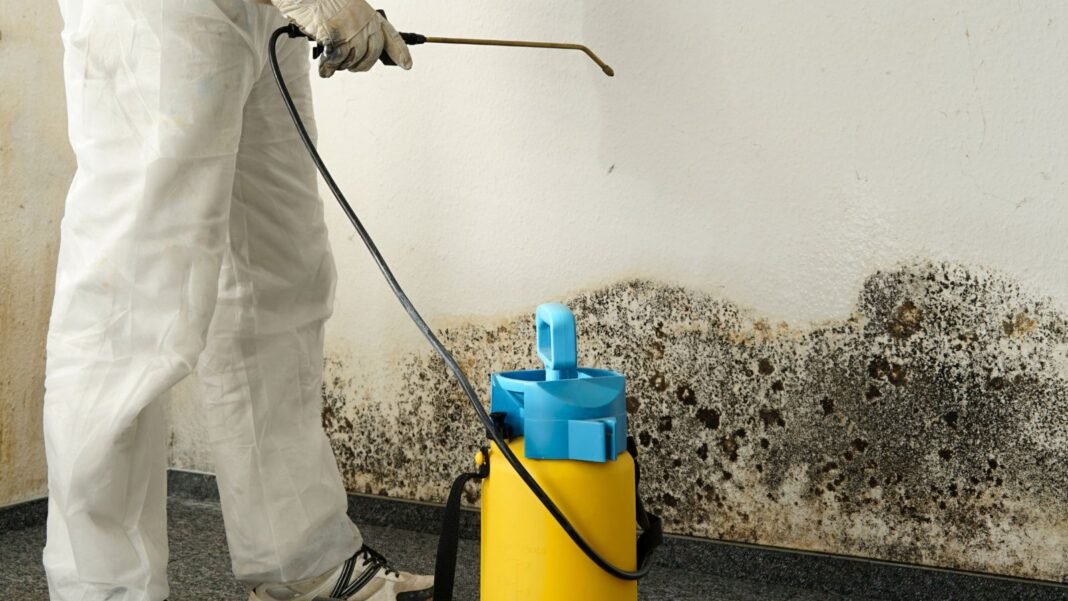 Mold Remediation Services